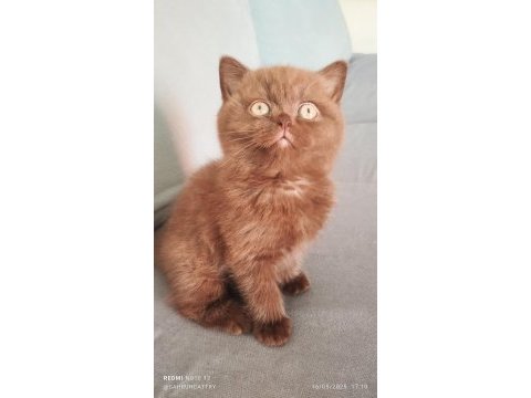 Cinnemon safkan british shorthair