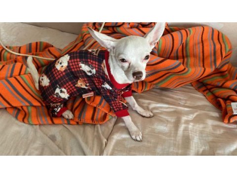 Chihuahua köpeğime gelin adayı arıyorum