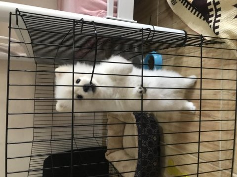 5 aylık pomeranian erkek