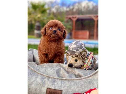 Türkiye'nin en özel poodle yavruları istanbul 