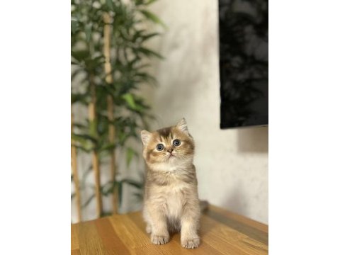 Brıtısh shorthair golden yavrularım 