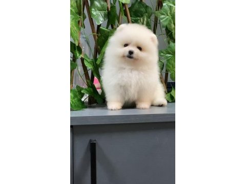 A+ kalite pomeranian yavrularımız 81 ile gönderim mevcuttur