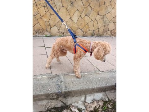 Erkek poodle 10 nisan doğumlu