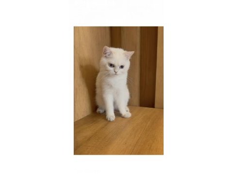 Orjinal ırk erkek british shorthair