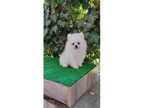 Pomeranian boo gülen surat