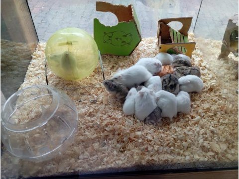 Yavru hamsterlar