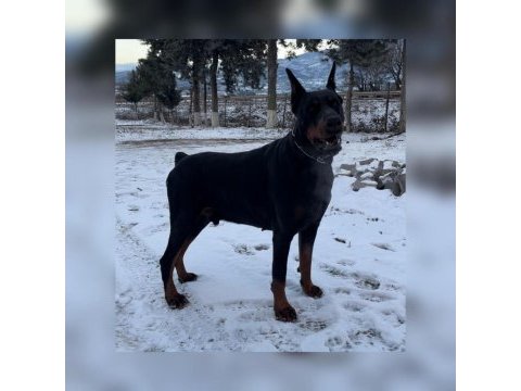 Fcı kıf secereli doberman yavruları