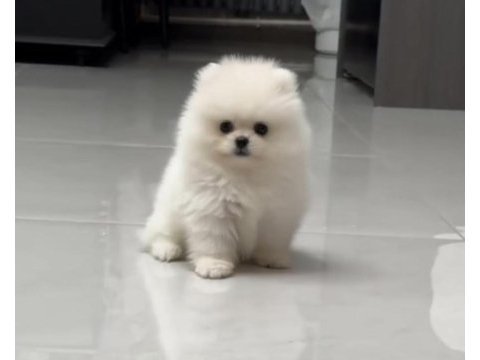 Pomeranian boo köpeği