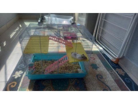 2 tane yavru hamster
