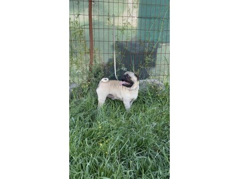 Pug mops yavrular yeni yuvasına gitmeye hazır