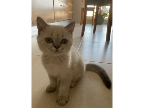 3 aylık 1 erkek 1 dışı silver point british longhair