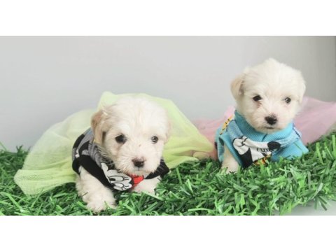 Maltese terrier