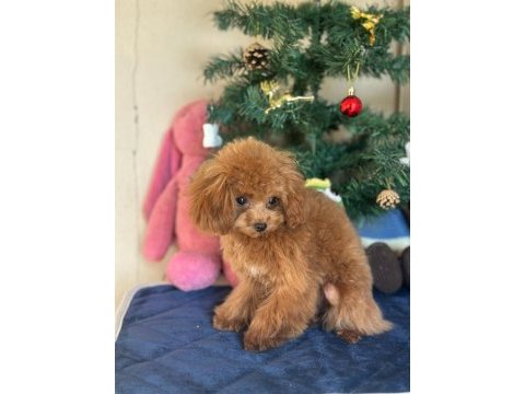 Mini poodle 1.4 kg