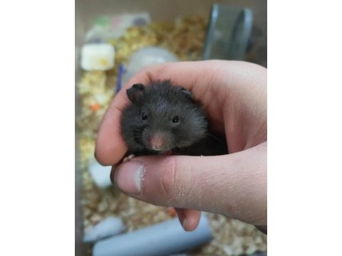 Sevimli ufak hamster yavrular