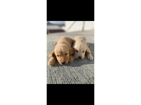 Golden retriever baby face küt burun
