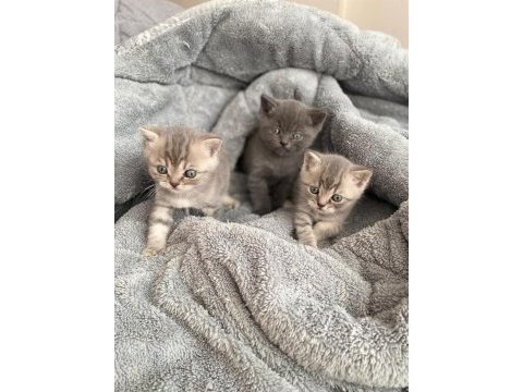 British shorthair yavrular