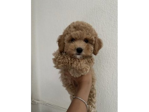 Toy poodle köpeğimiz