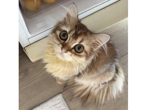 6 aylık golden british longhair