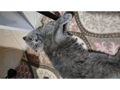Scottish fold kedimiz 2 yaşında