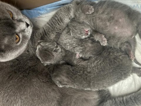 En güzel scottish fold yavrular