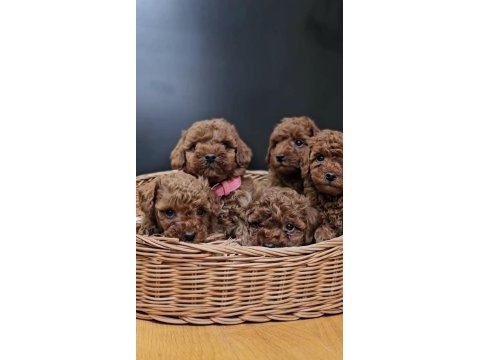Kızıl toy poodle bebekler yuva bekliyor