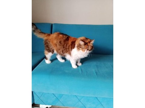 Kedimiz balımı sahiplendirmek istiyoruz