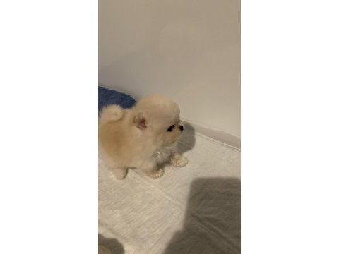 Üst kalite teddy bear pomeranian yavrular