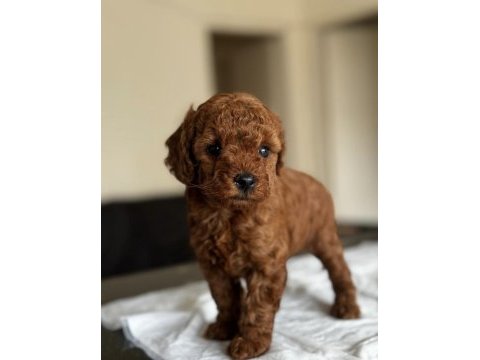 Ev ortamında doğup büyütülmüş toy poodle