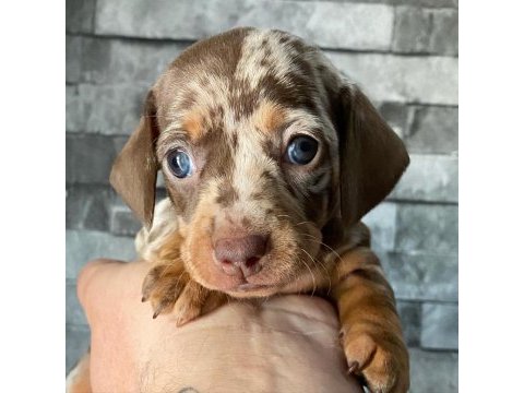 Dapple dachshund (sosis köpek) yavrular