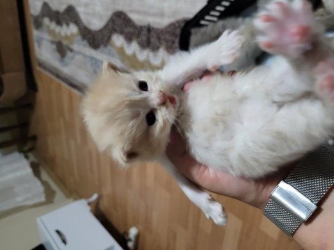 Scottish fold kedimiz 4 adet