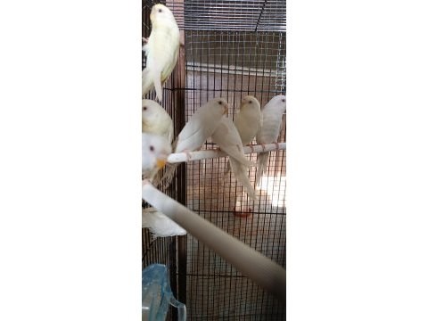 Albino muhabbet kuşumuz