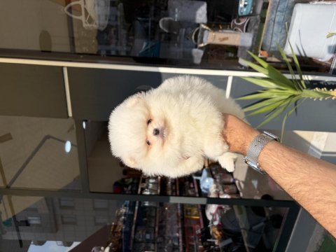 Ukrayna doğumlu pomeranian yavrular