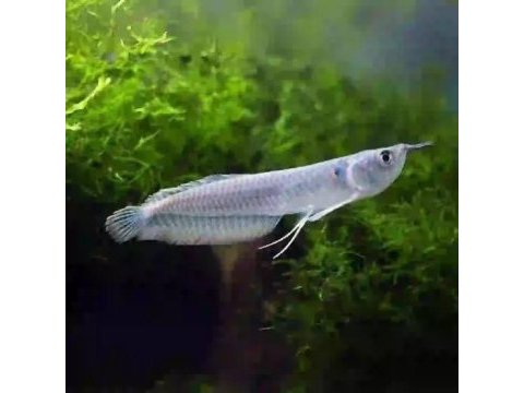 Kutsal katil adana arowana silver gri özel grand