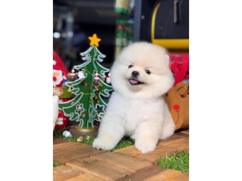 Evinizin neşesi pomeranian yavrular