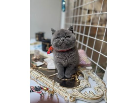 2 aylık british shorthair yavru kedilerimiz