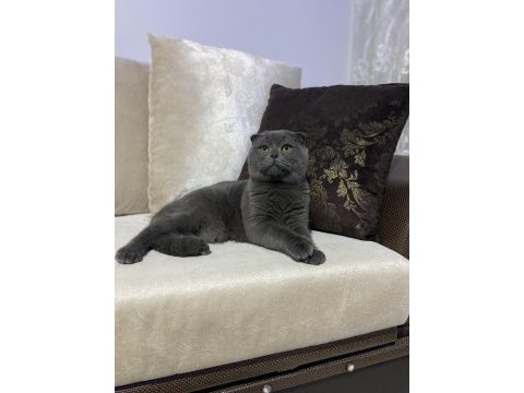 Ücretsiz sahiplendirilecek scottish fold
