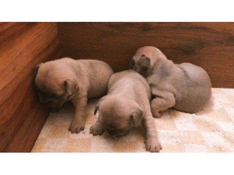 Rezerve yavru french bulldog