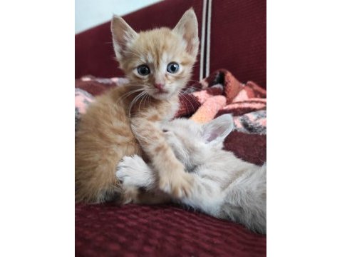 Bebek kedilerim çok şirin