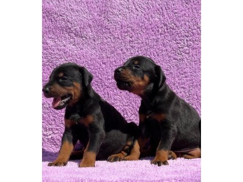 Secereli doberman yavrularımız 