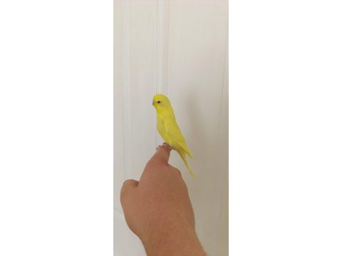 1 aylık yavru dişi muhabbet kuşu