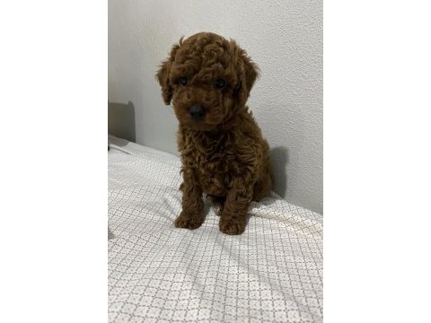 Toy poodle erkek