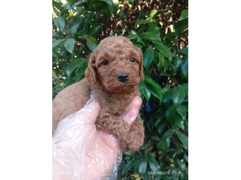 Irk ve sağlık garanti poodle yavrularımız