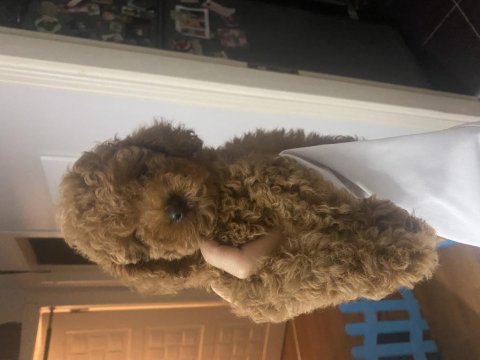 Toy poodle yavrusevimli