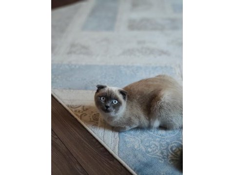 Scottish fold blue point 9 aylık dişi