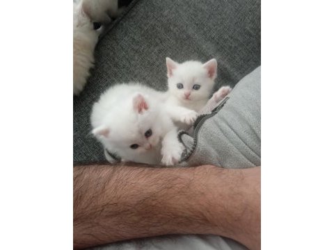 British shorthair harika bebekler