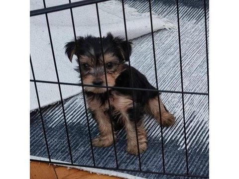 Bebek yorkshire terrier 0 boy