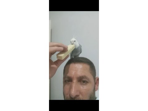 Konuşan sultan papağanı erkek