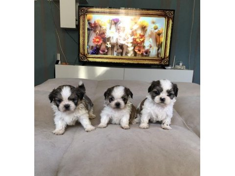 Irk ve sağlık garantili shih-tzu bebekler
