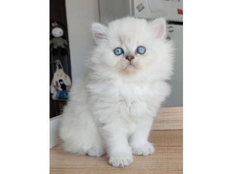 British longhair kedilerim