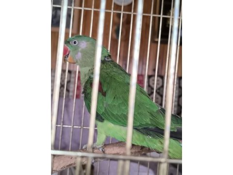 Tek kanadı engelli alexander papağanı takas olur